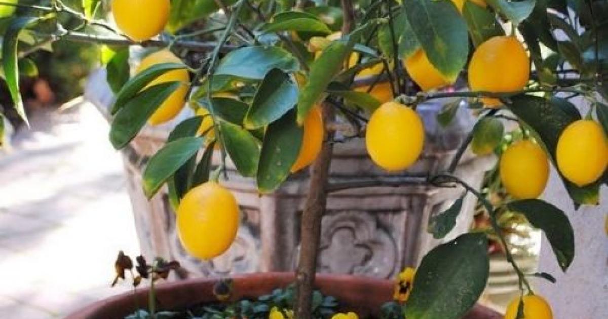 Companion Planting Chart for Fruit & Citrus Trees Love The Garden